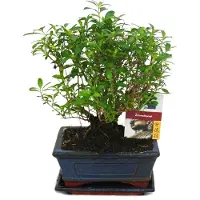 Exotenherz Bonsai – Serissa – Juni-Schnee – Kugelform – Alter ca. 6 Jahre