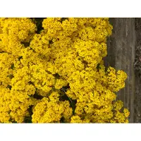 Brandless 6 x Aurinia saxatilis 'Compacta' - Schildsamen im 9x9 cm Topf