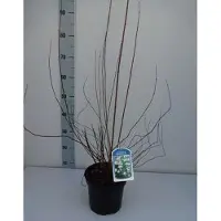 GRDplanten Philadelphus 'Dame Blanche' - Gartenjasmin Dame Blanche 50- 60 cm - Container