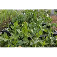 Brandless 6 x Arum italicum - Italienischer Aronstab im 9x9cm Topf