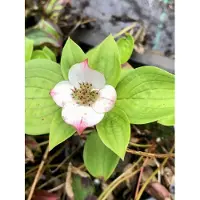 Brandless Cornus canadensis - Hartriegel, Schleichender Hartriegel, Zwerghartriegel im Topf 9 x 9 cm