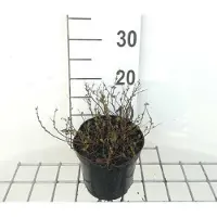 GRDplanten Spiraea jap. 'Little Princess' - Brautspiere 20- 25 cm - Container