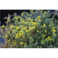 Brandless 6 x Alyssum montanum 'Berggold' - Schildsamen im 9x9cm Topf