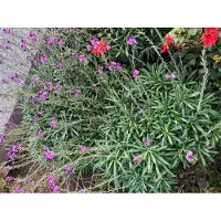 GRDplanten 6 x Erysimum 'Bowles' Mauve' – Goldlack - Topf 9x9 cm
