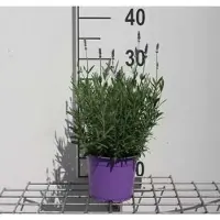 GRDplanten Lavandula ang. 'Hidcote' - Lavendel - Container 1.5 liter