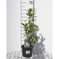 GRDplanten Viburnum tinus 'Gwenllian' - Schneeball 25- 30 cm - Container