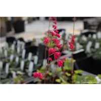 GRDplanten 6 x Heuchera sanguinea 'Leuchtkäfer' - Purpurglöckchen - Topf 9x9 cm