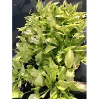 GRDplanten 6 x Hosta hybr. 'Royal Standard' - Funkie - Topf 9 x 9 cm