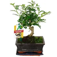 Exotenherz Sichuan-Bonsai-Pfeffer – Zanthoxylum piperitum – ca. 6 Jahre alt – kugelförmig