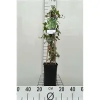 GRDplanten Hedera helix 'Glacier' - Efeu 'Glacier' 60-80 cm | Topf