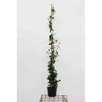 GRDplanten Trachelospermum jasminoides - Sternjasmin 125-150 cm | Topf