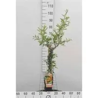 GRDplanten Pyracantha hybr. 'Soleil d'or' - Feuerdorn ‘Soleil d’Or’ 50-60 cm | Topf