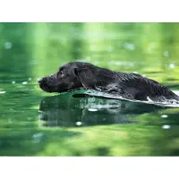 CALVENDO Puzzle Schwarzer Labrador schwimmt im Wasser 1000 Teile Puzzle quer | 1000 Teile Lege-Größe 64x48cm Foto-Puzzle für glückliche Stunden