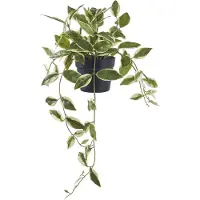 House Nordic Hoya