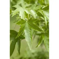 Pflanzen für Dich Liquidambar styraciflua, Amberbaum, 100–125 cm