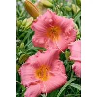 Taglilie Cosmopolitan, im Topf - Hemerocallis x cult.