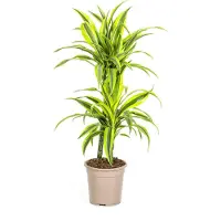Oasis of Life Drachenbaum Dracaena Deremensis Lemon Lime Zimmerpflanze Ø19cm 70-90cm hoch