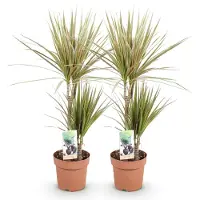 Oasis of Life Dracaena marginata Bicolor 2 pflegeleicht Drachenbäume 17cm Höhe 70-75cm Deko