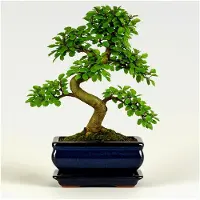 Markenlos Chinesische Ulme Bonsai Baum, ca. 8-9 Jahre alt, 35-40 cm hoch - Pflegeleichter Indoor Bonsai für Anfänger und Profis, dekorative Zimmerpflanze, ideal für Büro und Zuhause