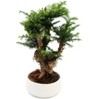 Exotenherz Araucaria cunninghamii, Zimmerbonsai, Zimmerkiefer. Araucaria aus Neuguinea, Höhe ca. 65 cm, Topf: 26 cm, weiß, Keramik
