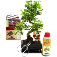 Exotenherz Geschenkset Bonsai "Ligustrum" - Chinesischer Liguster - ca. 6 Jahre alt - Anfänger-Set