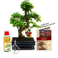 Exotenherz Bonsai-Set „Ligustrum“ – Chinesischer Liguster – ca. 8 Jahre alt – Einsteigerset
