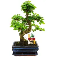 Exotenherz Bonsai Chinesischer Liguster - Ligustrum sinensis - ca. 8 Jahre