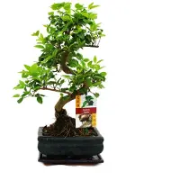 Exotenherz Chinesischer Liguster als Bonsai – Ligustrum sinensis – ca. 6 Jahre alt