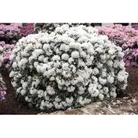 Pflanzen für Dich Rhododendron yakushimanum 'Schneekissen', weiß, 30–40 cm