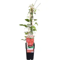 Everspring Waldrebe Hagley Hybrid - Clematis Rood - Ø15cm - ↕65cm