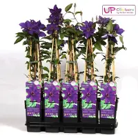 Hello Plants Clematis The President Waldrebe Kletterpflanze - Ø 15 cm - Höhe: 65 cm
