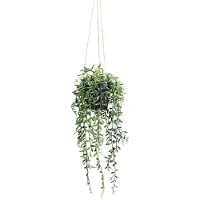 Creativ Green Kunstpflanze "Hängepflanze Senecio Herreianus" mit schönen Hängezweigen