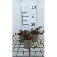 GRDplanten 12 x Cotoneaster proc. 'Streib's Findling' - Teppichmispel - Topf 9 cm x 9 cm