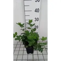 GRDplanten 6 x Baptisia hybr. 'Lemon Meringue' - pseudodictamnus - Topf 9 x 9 cm