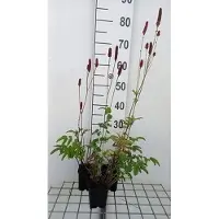 GRDplanten 6 x Sanguisorba off. 'Blackthorn' - Pimpinelle - Topf 9 x 9 cm