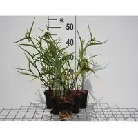 GRDplanten 6 x Tradescantia (a) 'Innocence' - Tradescantia - Topf 9 x 9 cm
