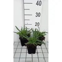 GRDplanten 6 x Gypsophila pan. 'Bristol Fairy' - Gypsophila - Topf 9 x 9 cm