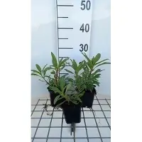 GRDplanten 6 x Penstemon hybr. 'Catherine de La Mare' - Bartfaden - Topf 9 x 9 cm