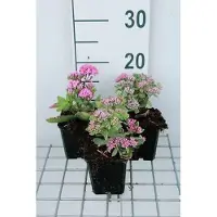GRDplanten 6 x Sedum hybr. 'Abbeydore' - Fettblatt - Topf 9 x 9 cm