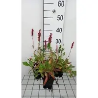 GRDplanten 6 x Persicaria aff. 'Donald Lowndes' - Kerzenknöterich - Topf 9 x 9 cm