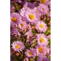 GRDplanten 6 x Aster n.-b. 'Fellowship' - Herbstaster - Topf 9 x 9 cm