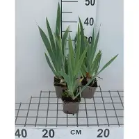 GRDplanten 6 x Iris (germ.) 'Senlac' - Schwertlilie - Topf 9 x 9 cm