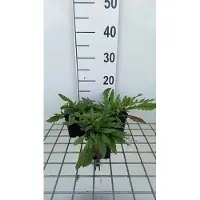 GRDplanten 6 x Knautia mac. 'Red Knight' - Witwenblume - Topf 9 x 9 cm