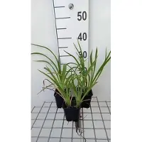 GRDplanten 6 x Hemerocallis hybr. 'Strawberry Candy' - taglilie - Topf 9 x 9 cm