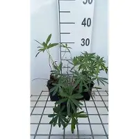 GRDplanten 6 x Lupinus hybr. 'Minarette' - Lupine - Topf 9 x 9 cm