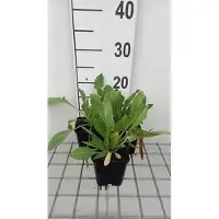 GRDplanten 6 x Gaillardia 'Maxima Aurea' - Kokardenblume - Topf 9 x 9 cm