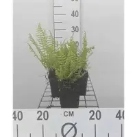 GRDplanten 6 x Athyrium filix-femina - Frauenfarn - Topf 9 x 9 cm