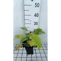 GRDplanten 6 x Telekia speciosa ( buphthalmum speciosum) - Telekia - Topf 9 x 9 cm