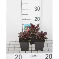 GRDplanten 6 x Lobelia hybr. 'Queen Victoria' - Lobelie - Topf 9 x 9 cm