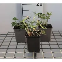 GRDplanten 6 x Delphinium (b) 'Bellamosum' - Rittersporn - Topf 9 x 9 cm